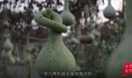 葫芦短视频,趣味横生的短视频盛宴